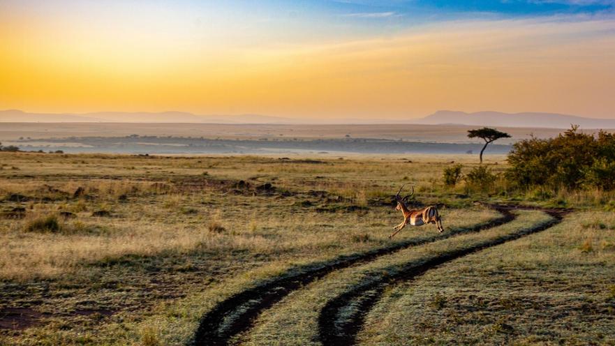 antelope, sunset, kenya, dusk, mammal, africa, landscape, safari, nature, mood, sky, travel, animal world, kenya, kenya, kenya, africa, africa, africa, africa, africa, safari, safari